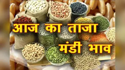 Sitamarhi Mandi Bhav: अनाज और दालों के दाम स्थिर, सर्राफा बाजार में सोने की चमक बढ़ी